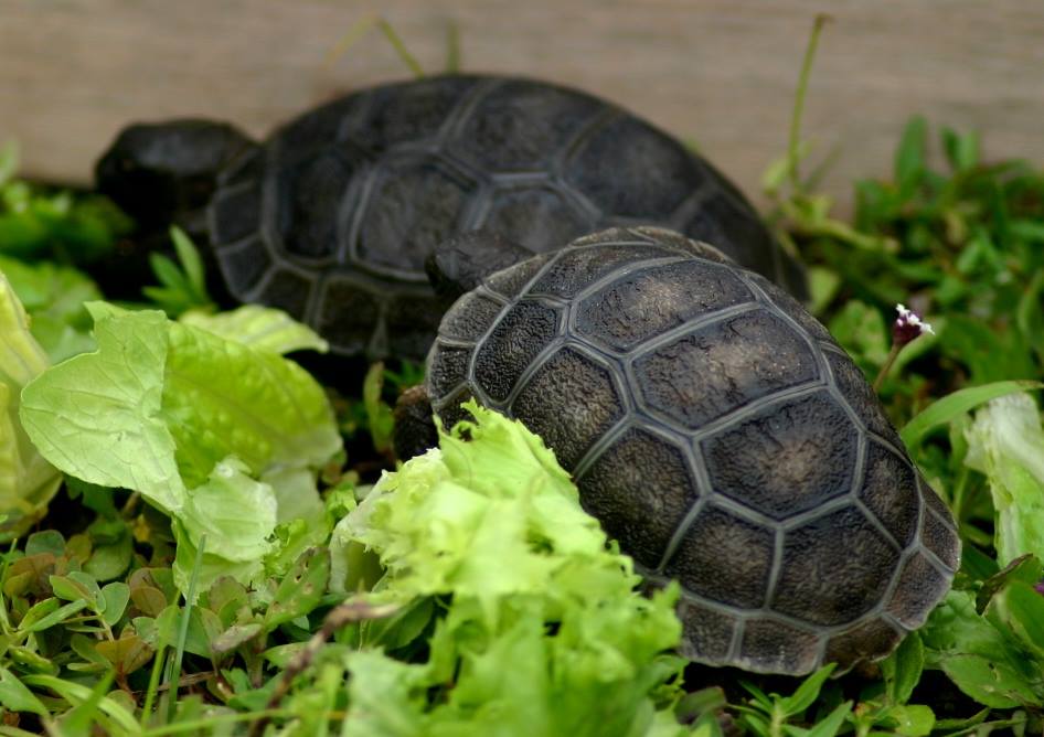 Aldabra Breeders