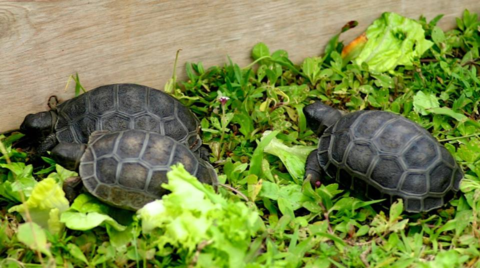Aldabra Breeders