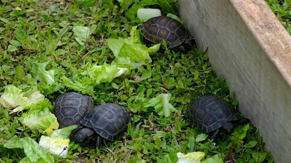 Aldabra Breeders