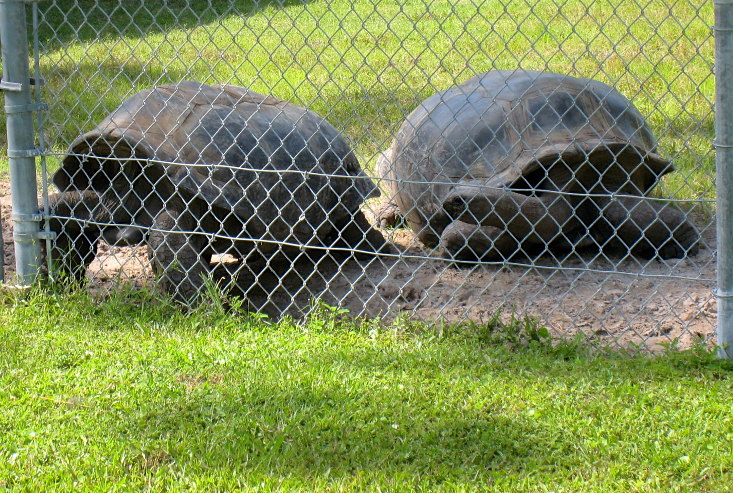 Aldabra Breeders