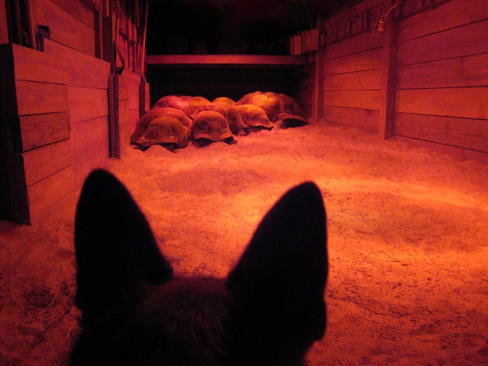 Aldabra Breeders