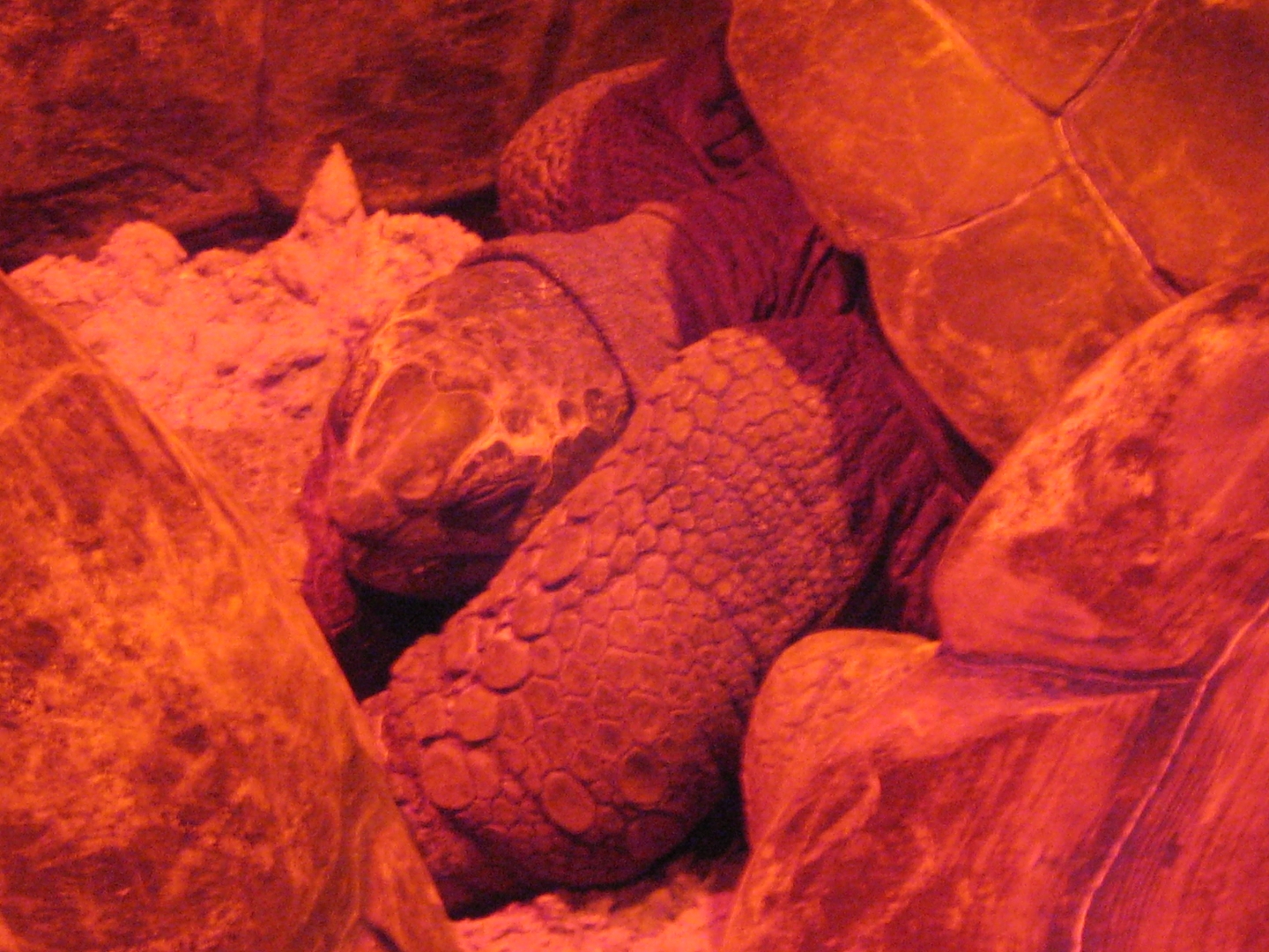 Aldabra Breeders