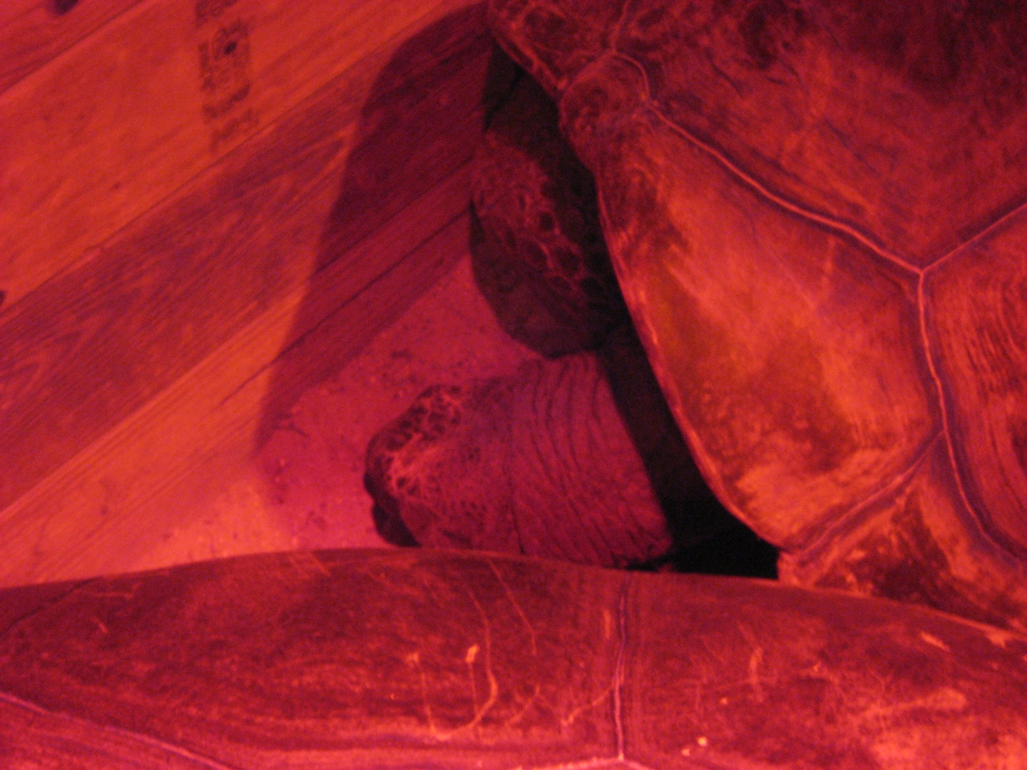 Aldabra Breeders
