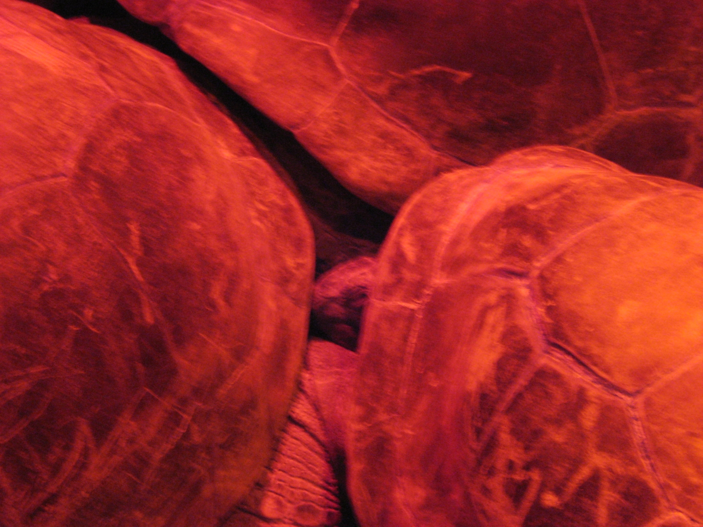 Aldabra Breeders
