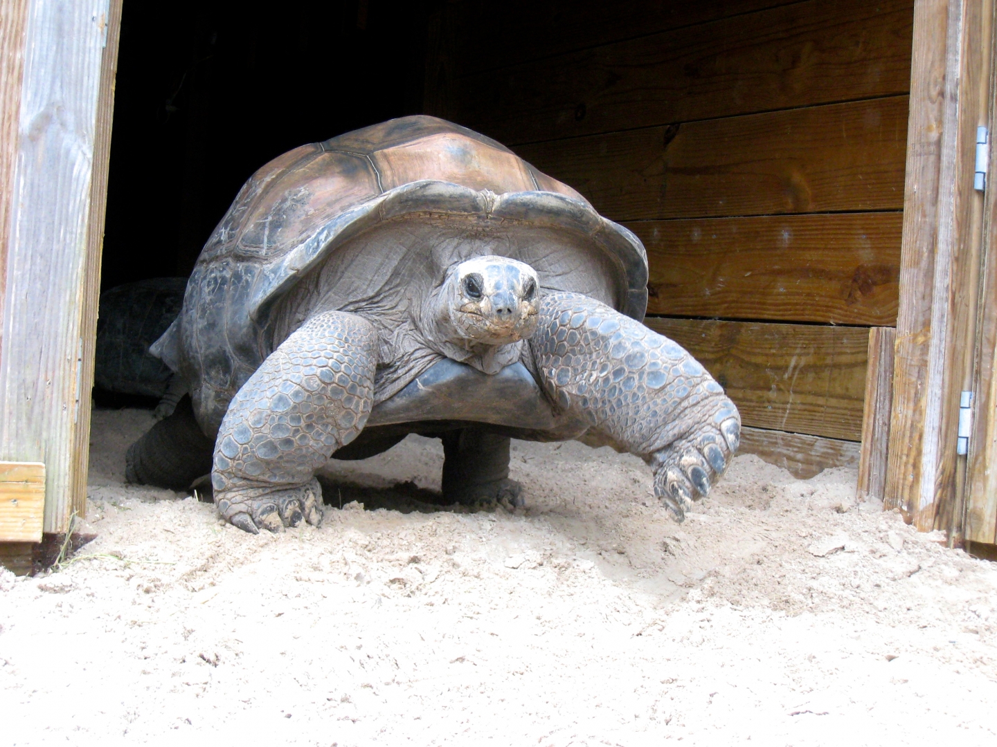 Aldabra Breeders