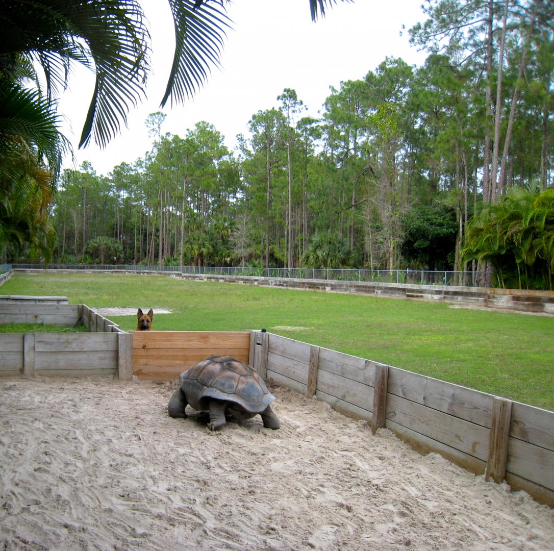 Aldabra Breeders