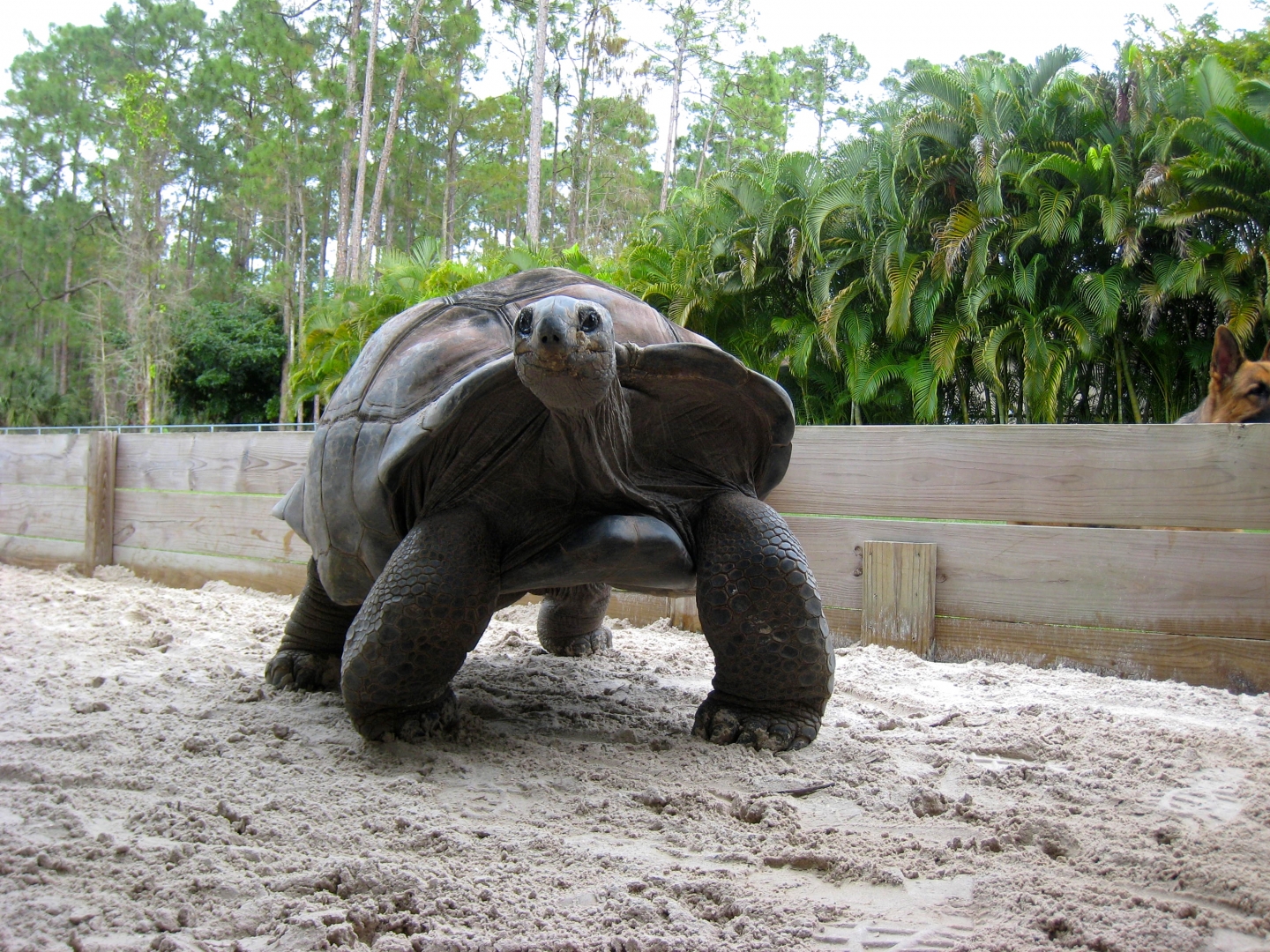 Aldabra Breeders