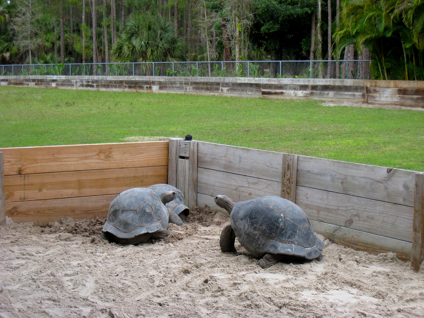 Aldabra Breeders