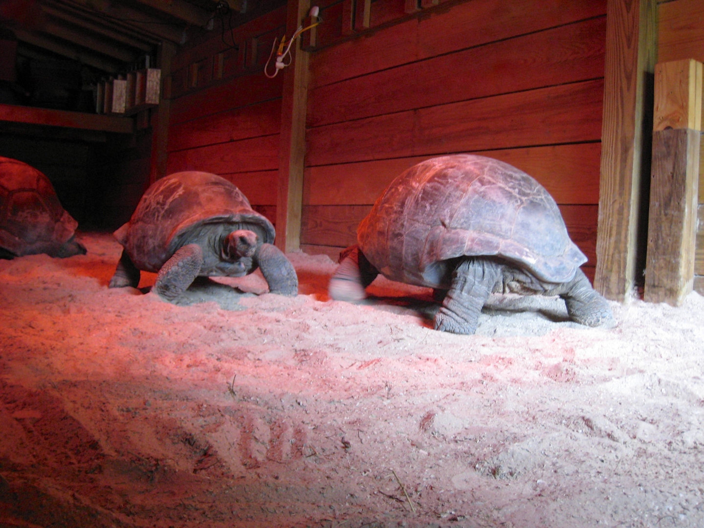 Aldabra Breeders