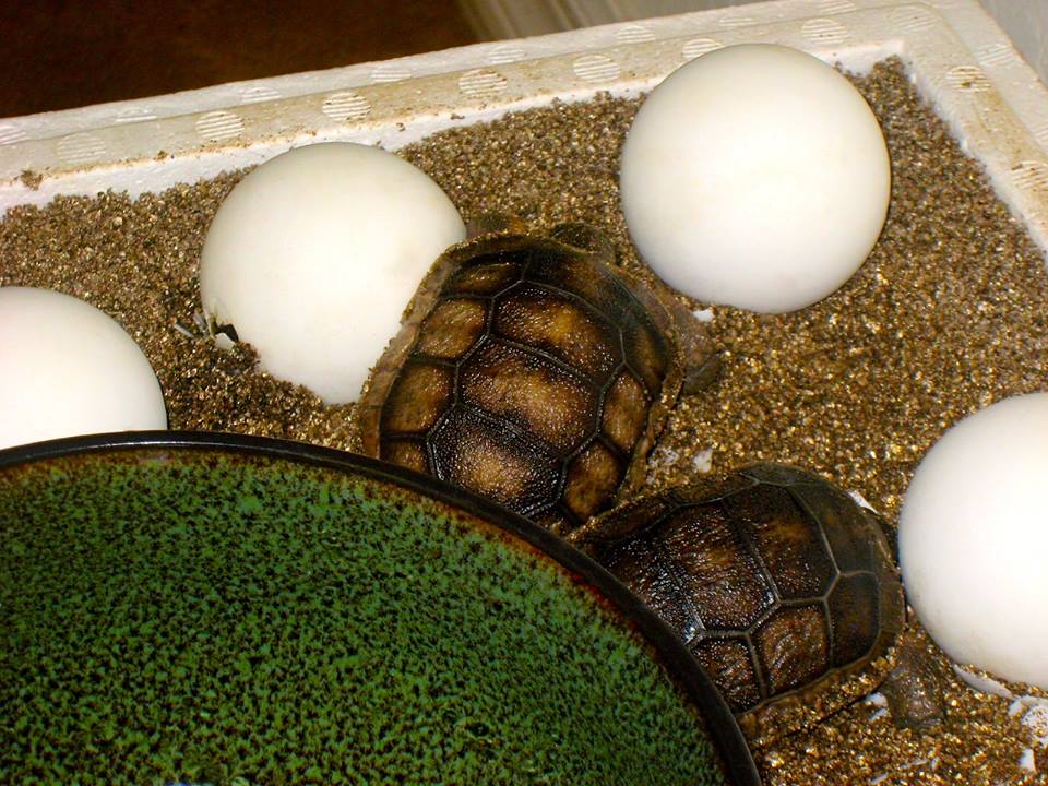 Aldabra Breeders