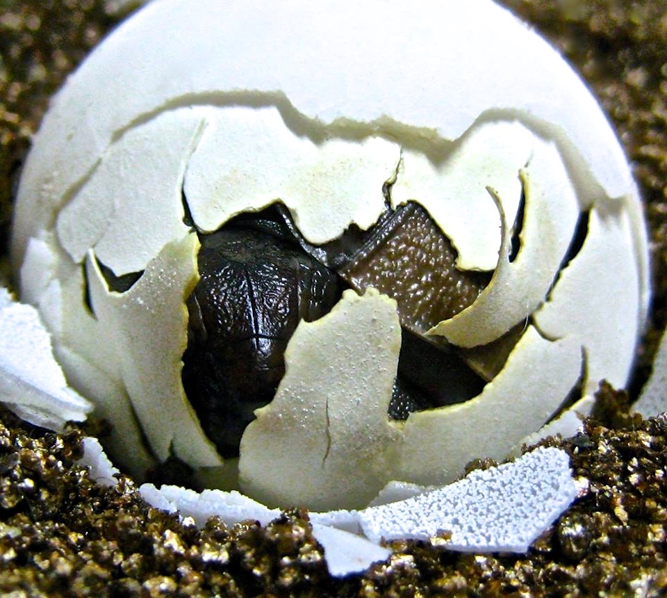 Aldabra Breeders