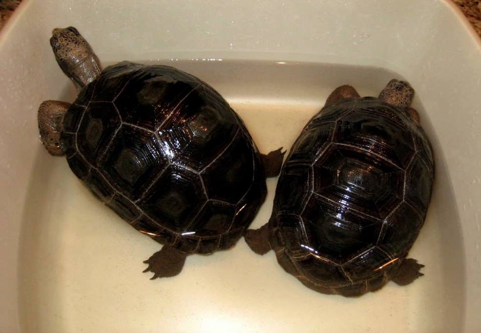 Aldabra Breeders