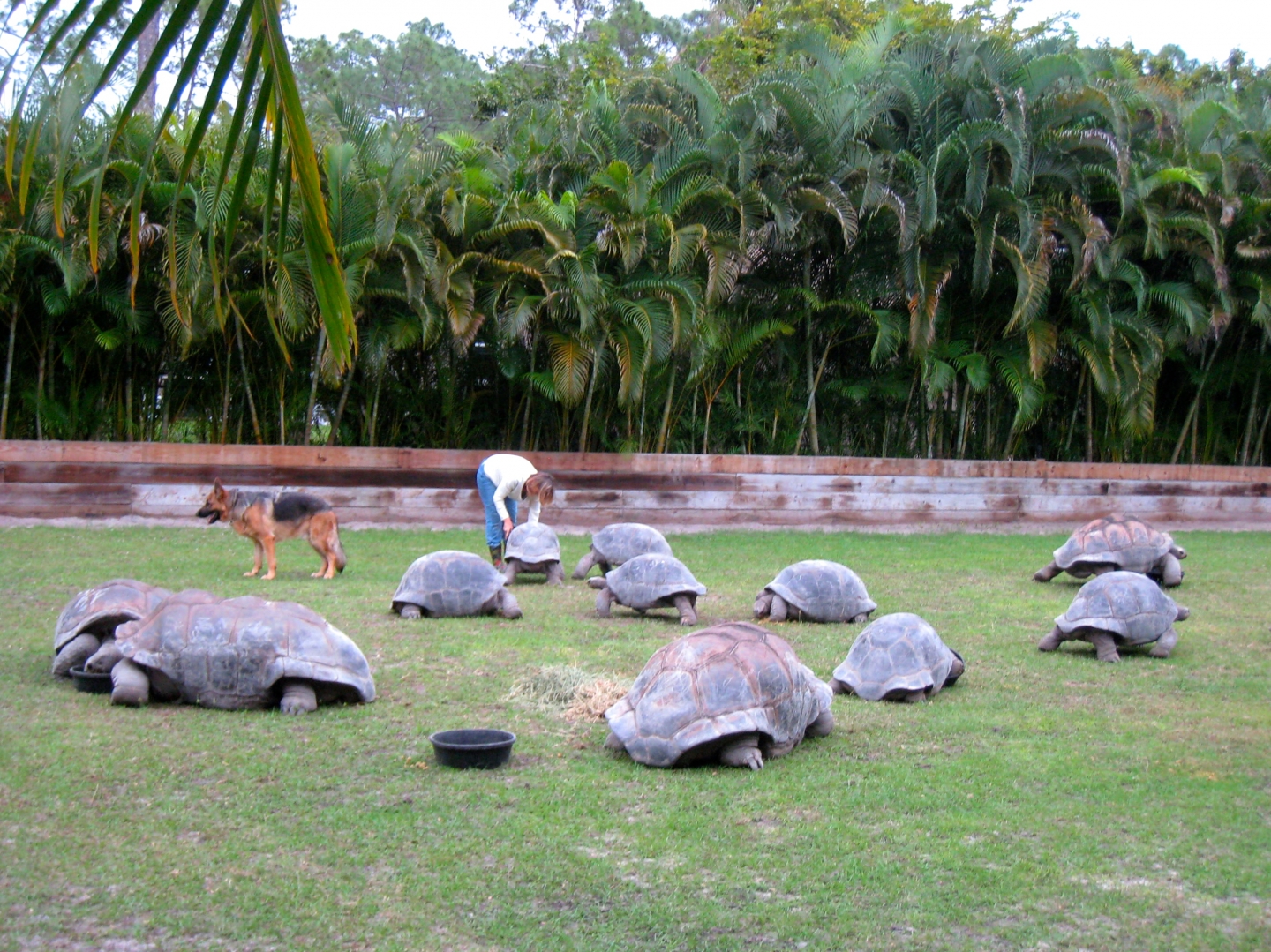 Aldabra Breeders