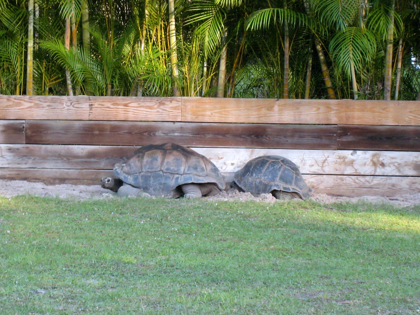 Aldabra Breeders