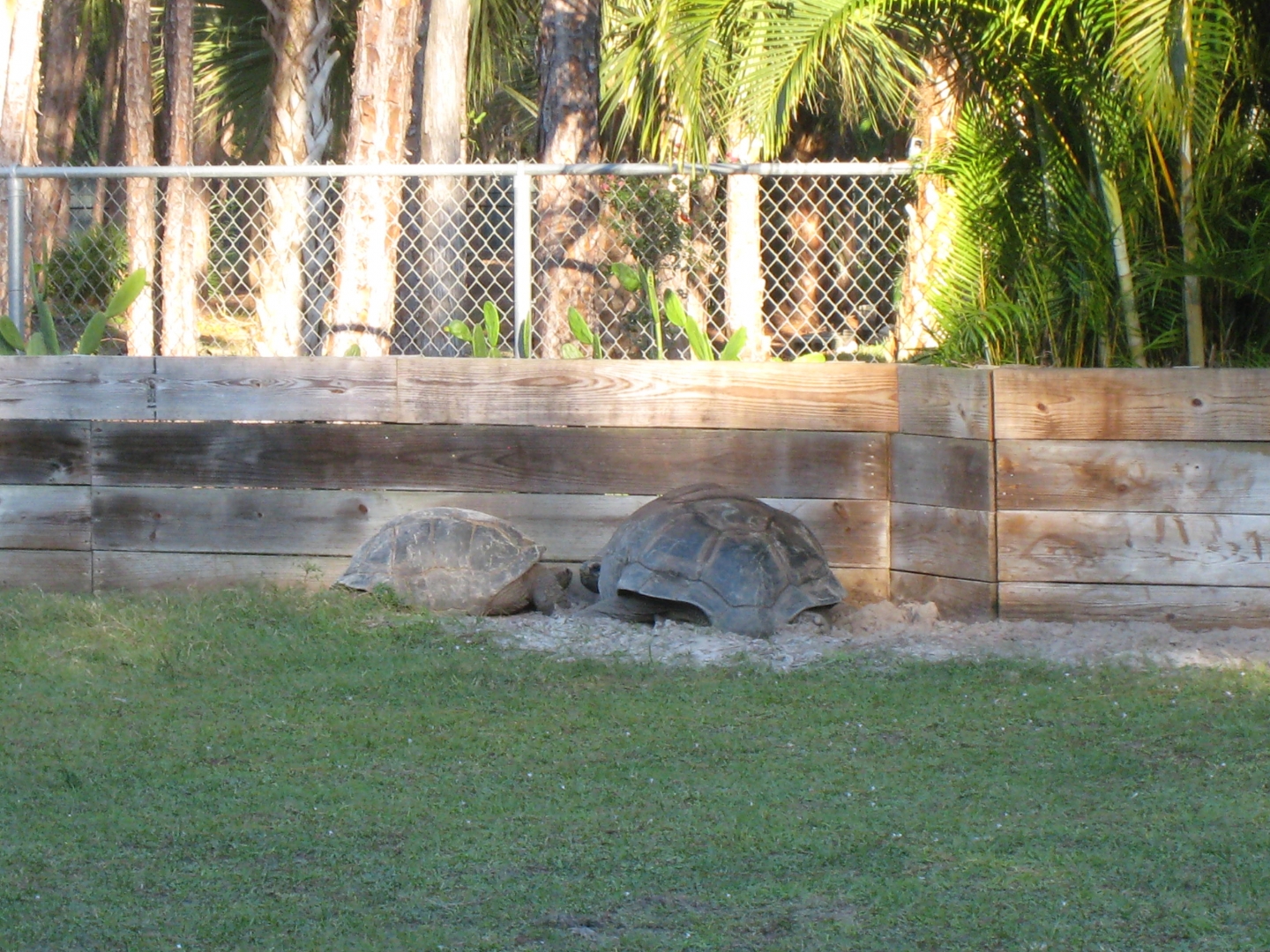 Aldabra Breeders