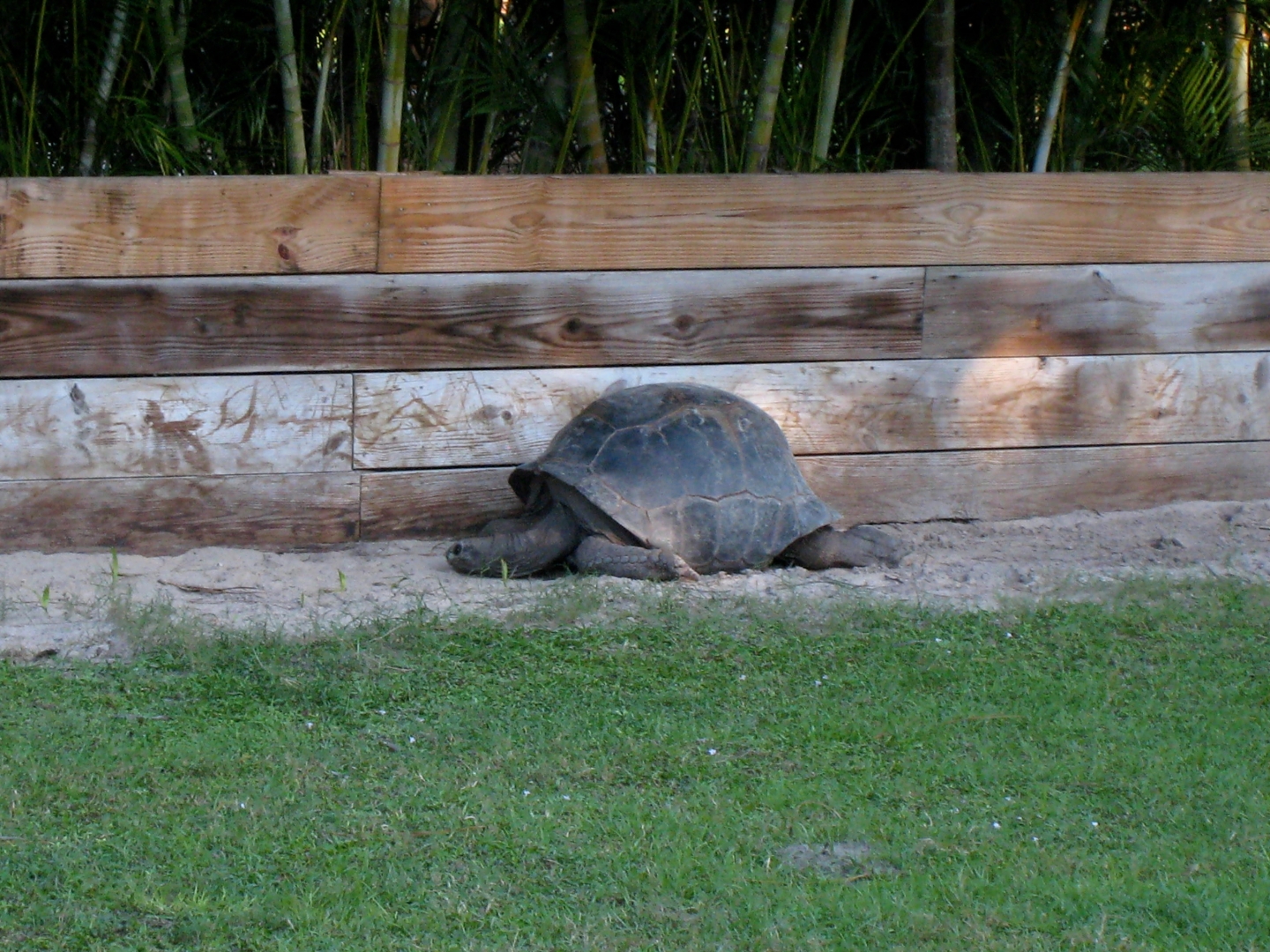 Aldabra Breeders