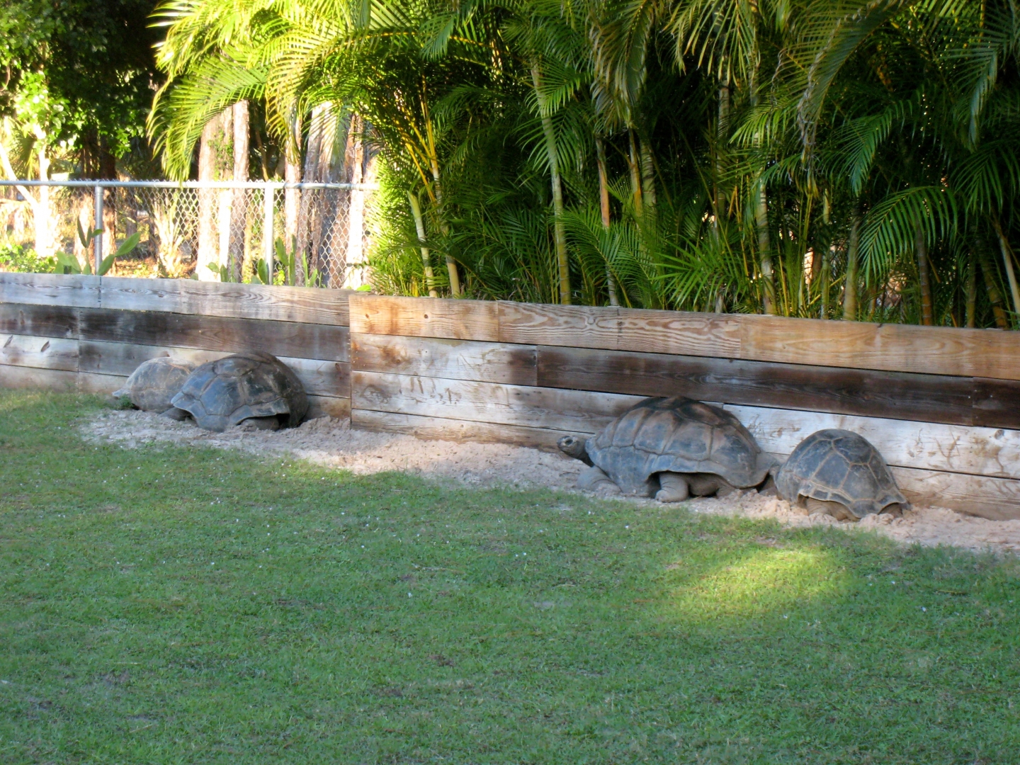 Aldabra Breeders