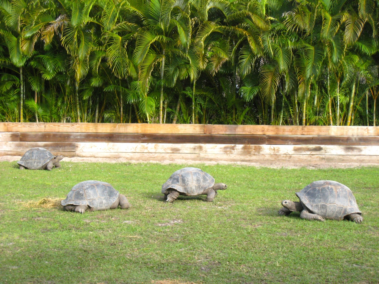 Aldabra Breeders