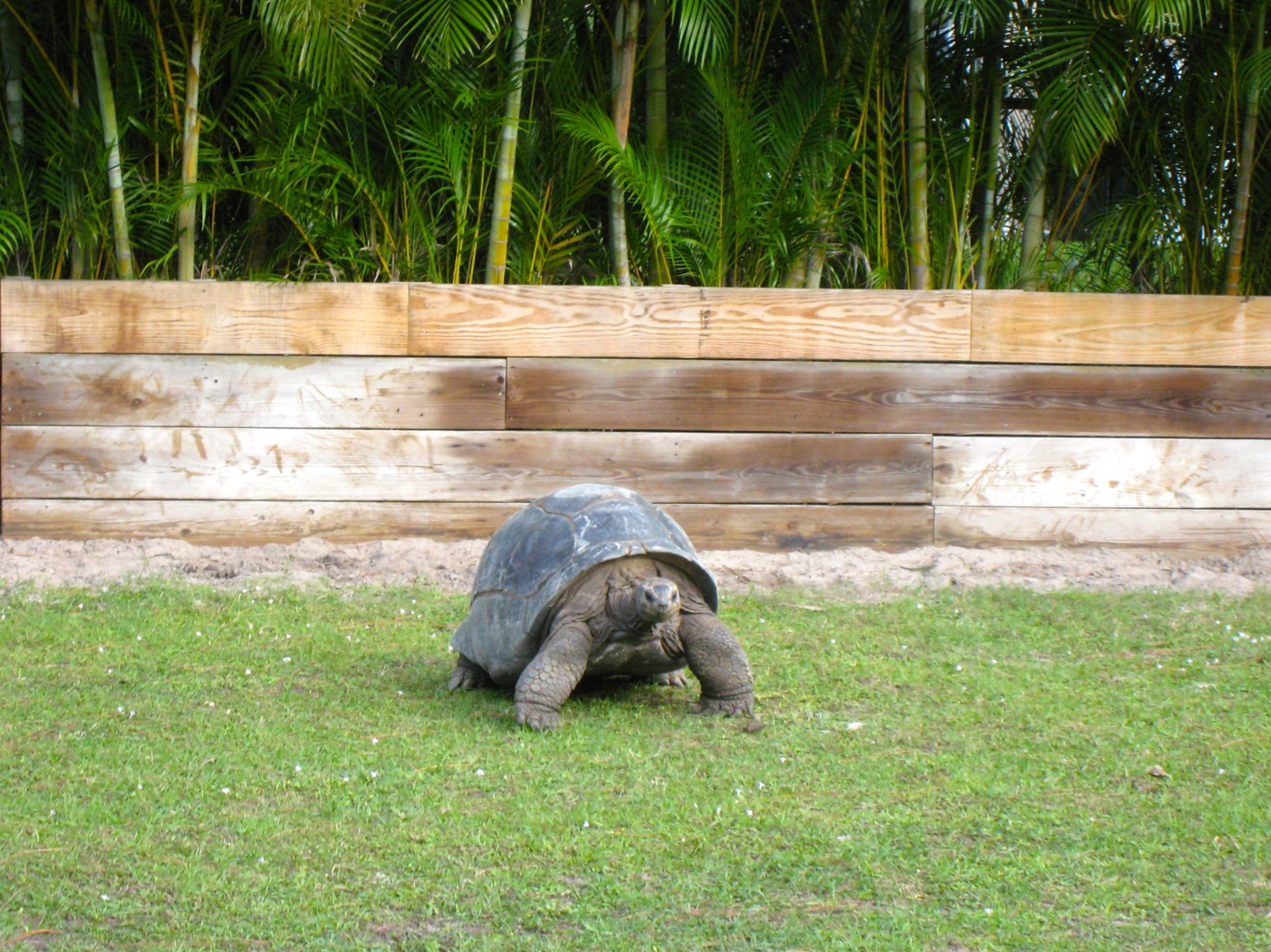 Aldabra Breeders