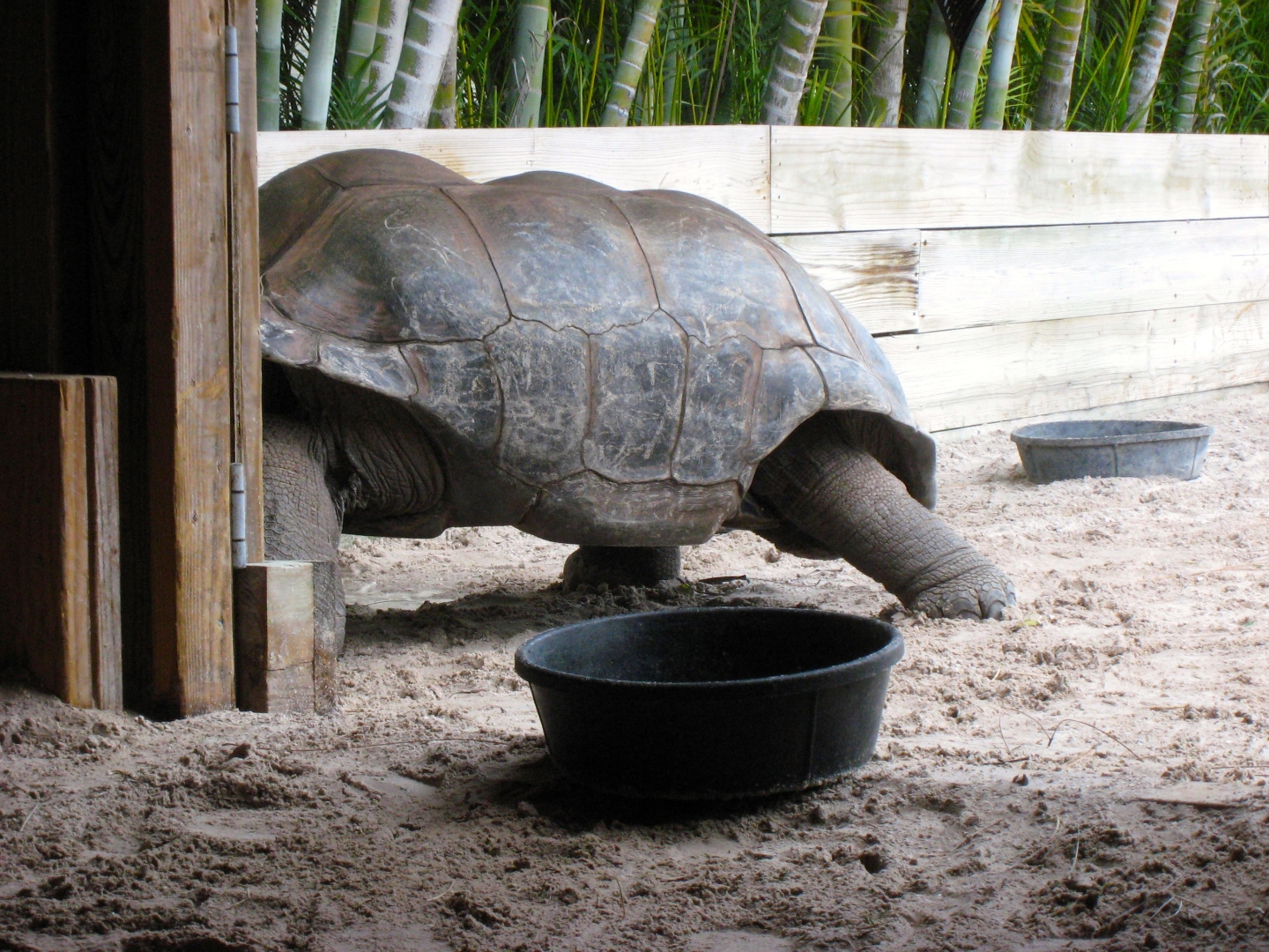 Aldabra Breeders