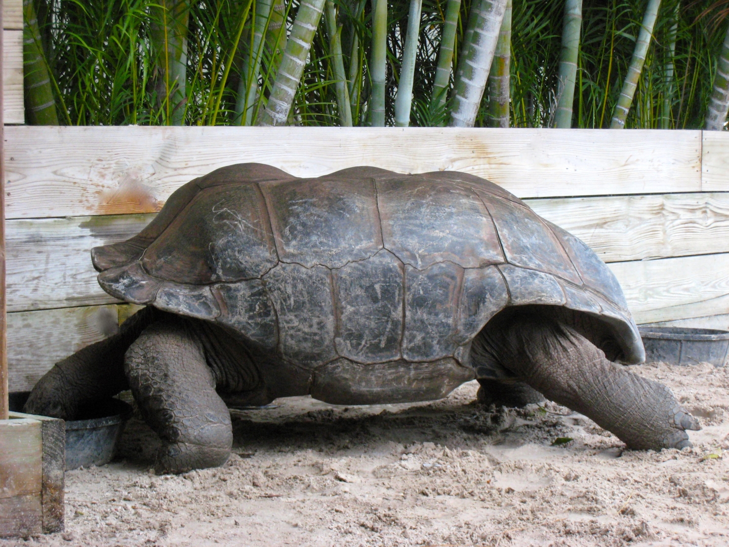 Aldabra Breeders