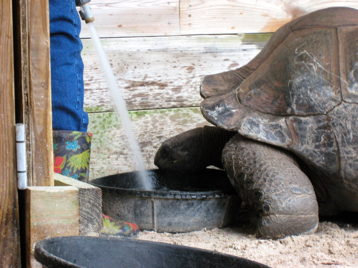 Aldabra Breeders