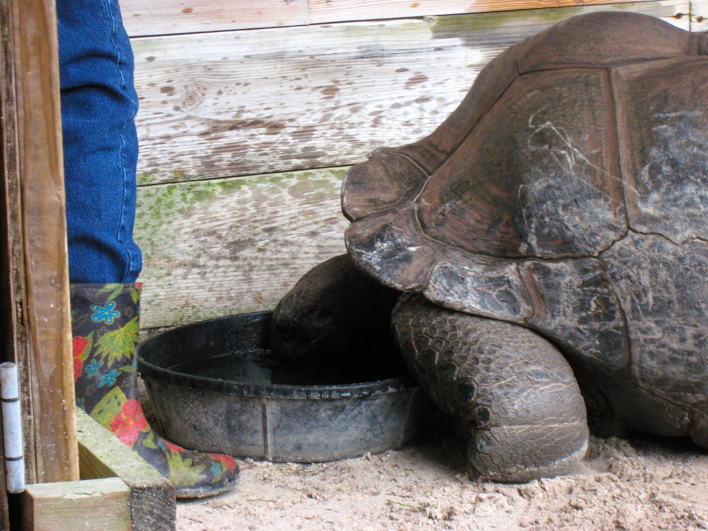 Aldabra Breeders
