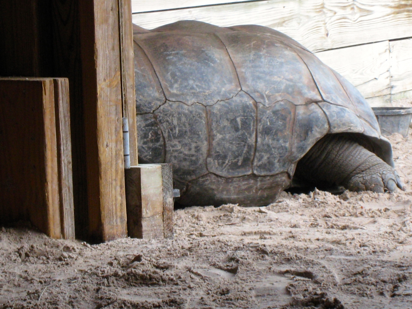 Aldabra Breeders