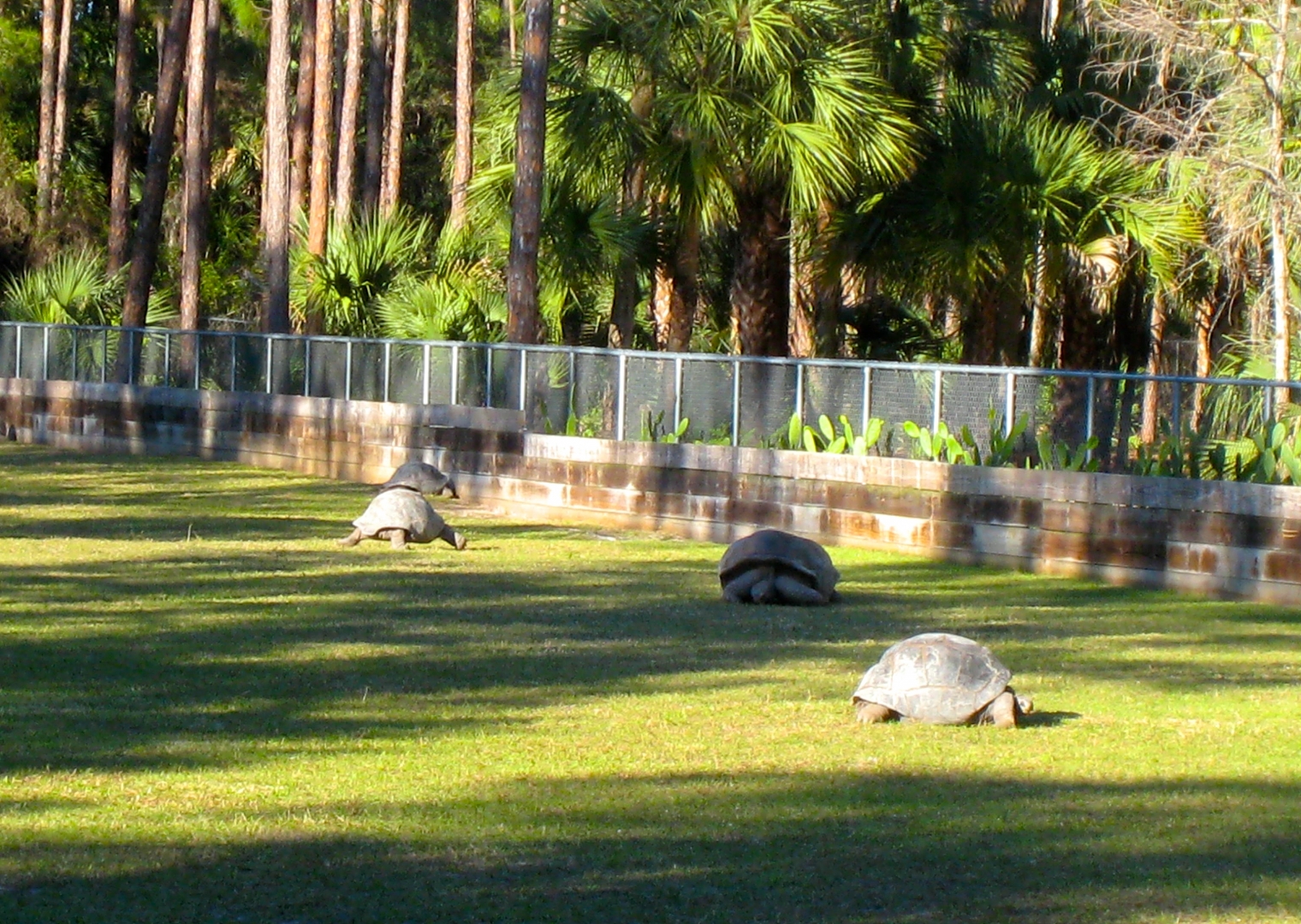 Aldabra Breeders