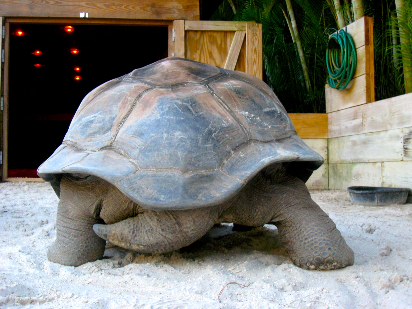 Aldabra Breeders
