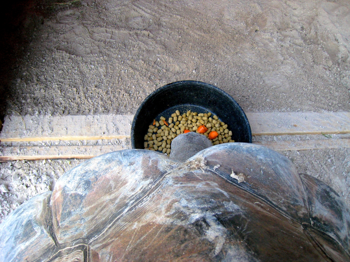 Aldabra Breeders