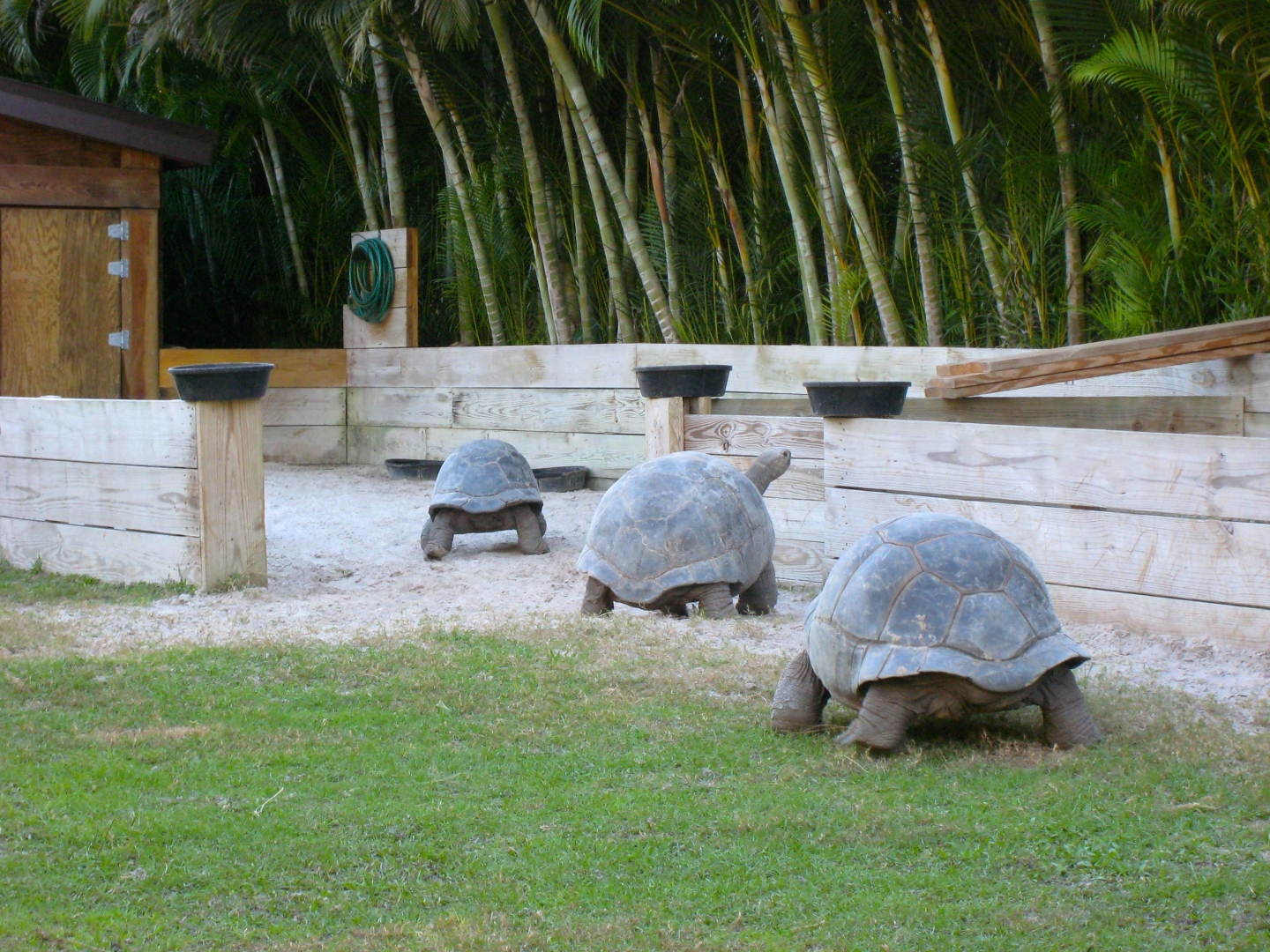 Aldabra Breeders