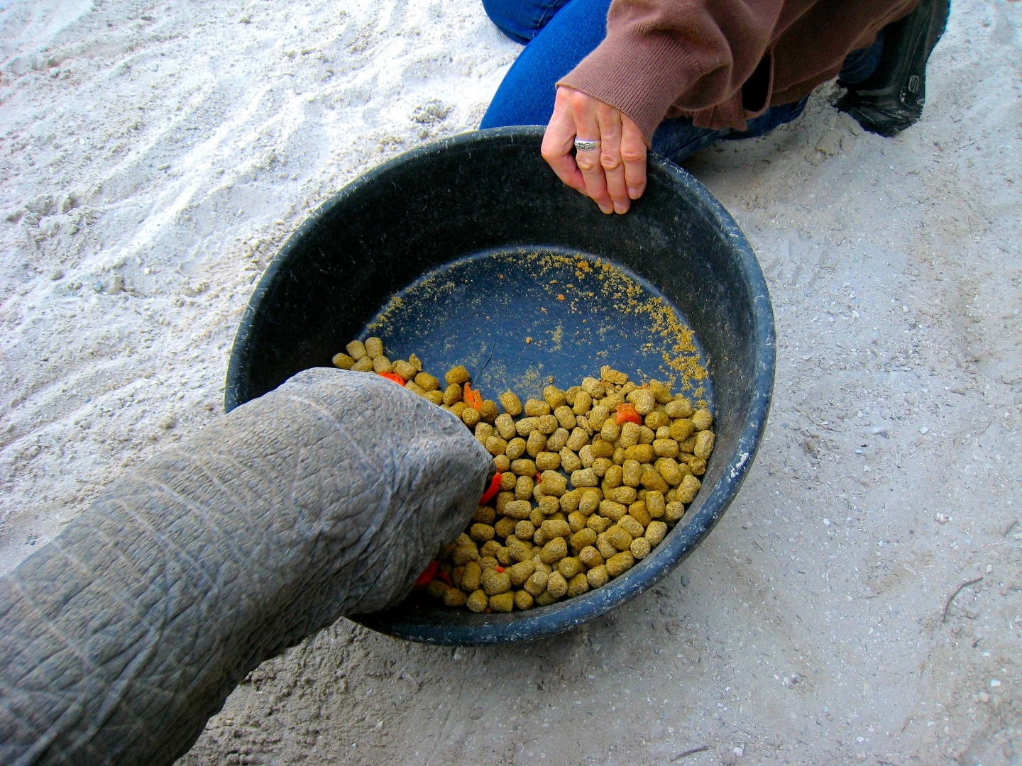 Aldabra Breeders