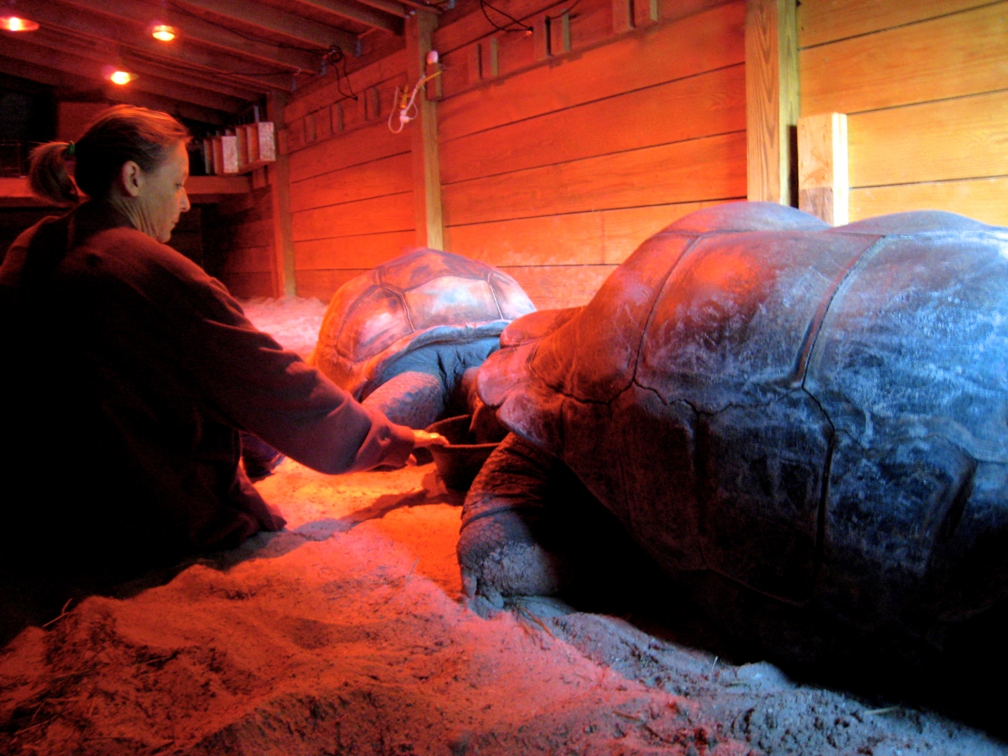Aldabra Breeders