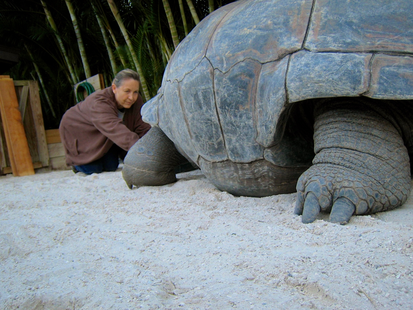 Aldabra Breeders