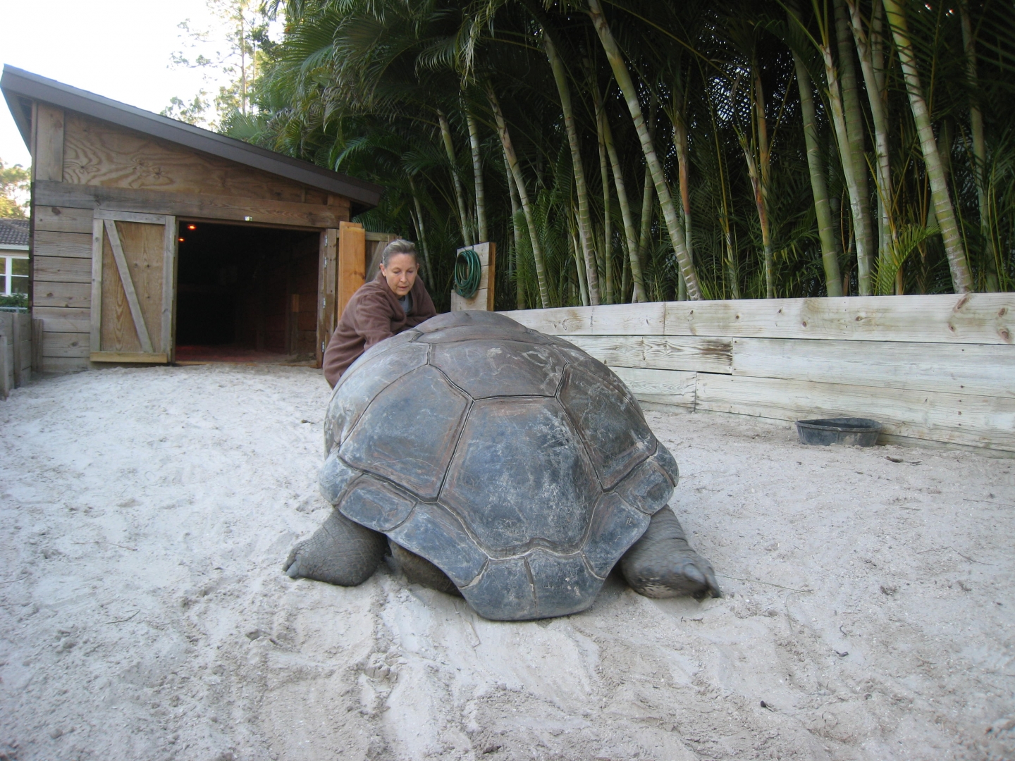 Aldabra Breeders