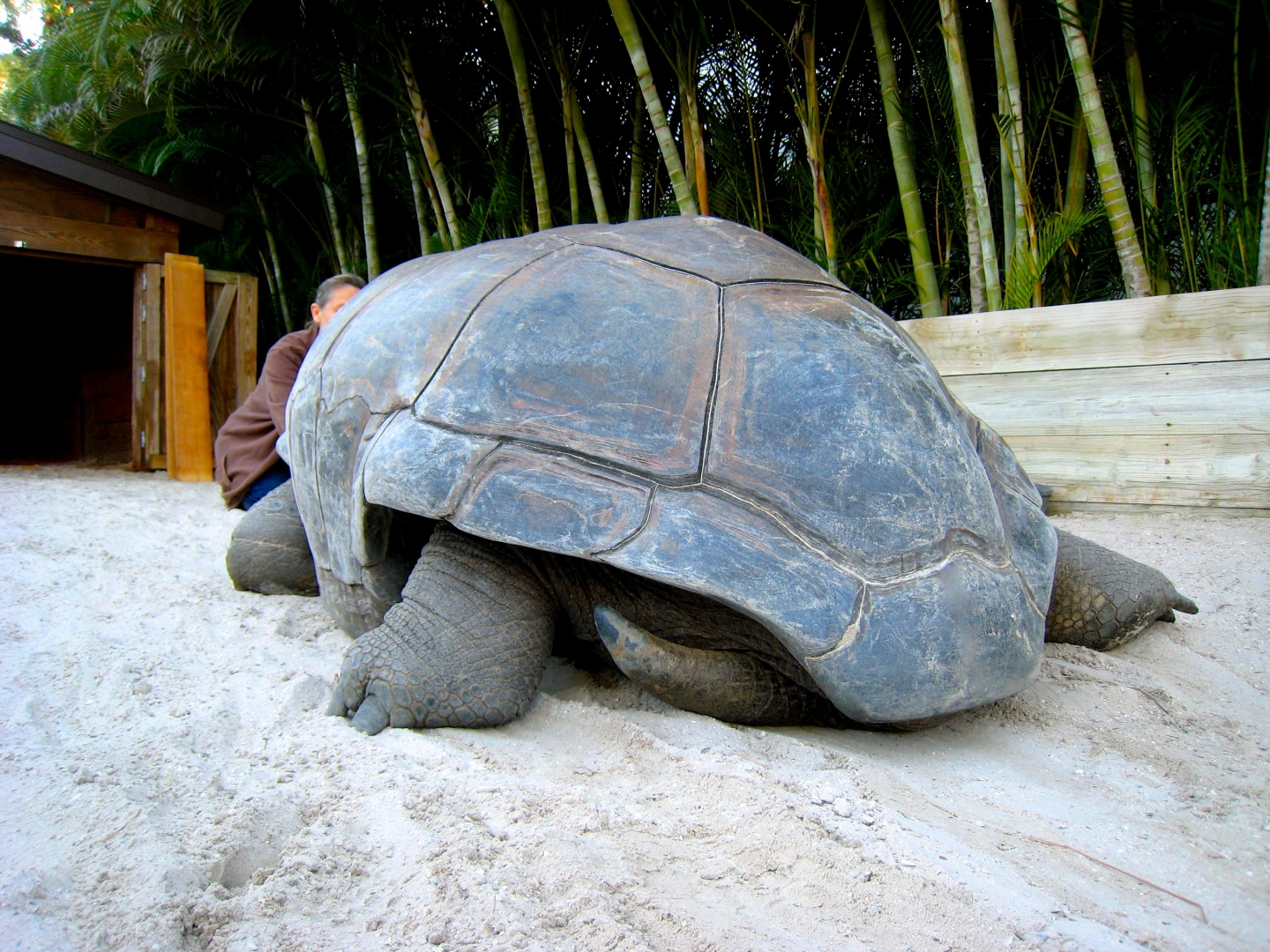 Aldabra Breeders