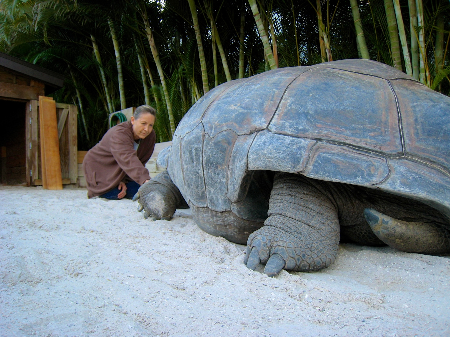 Aldabra Breeders