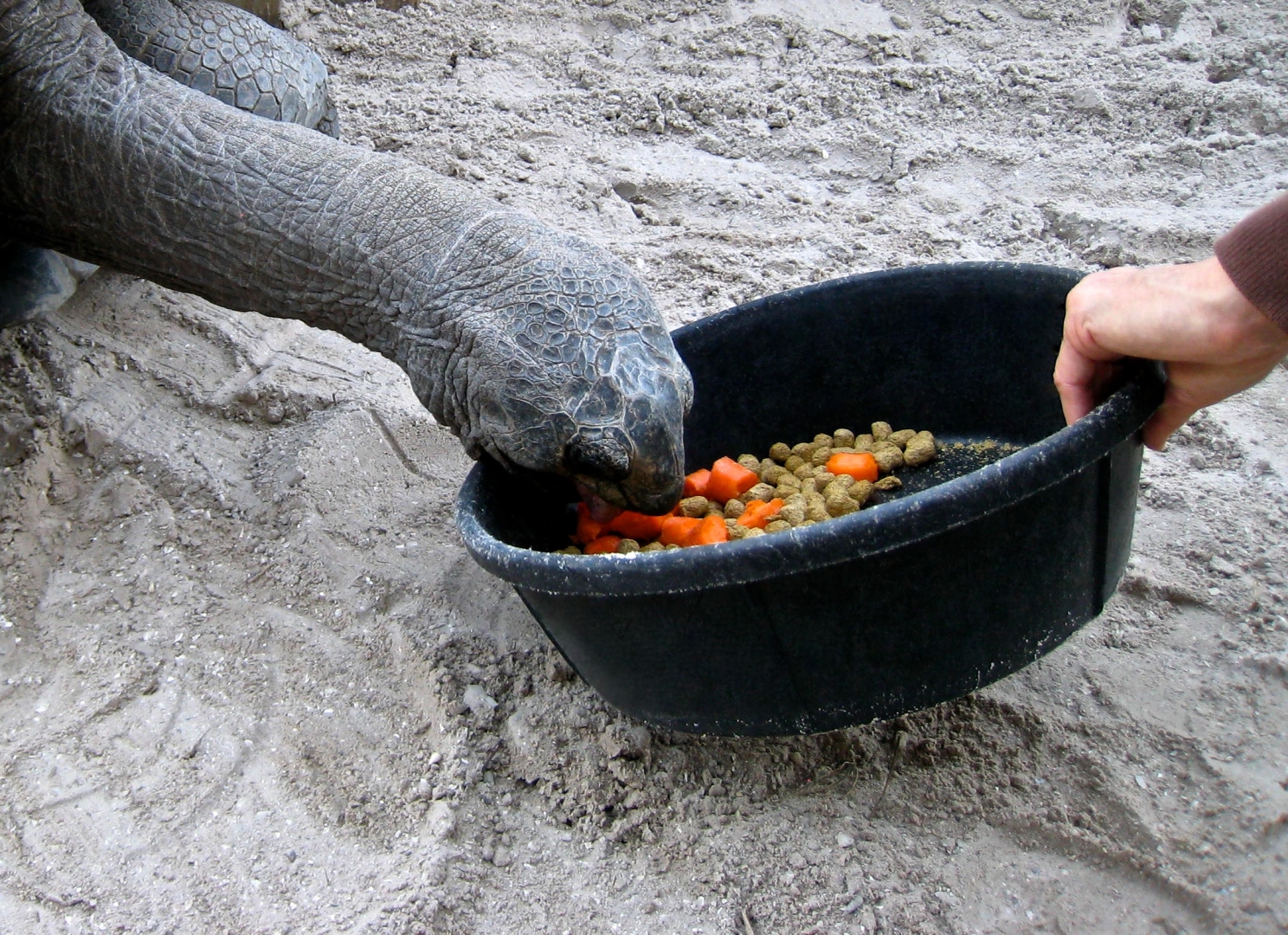 Aldabra Breeders
