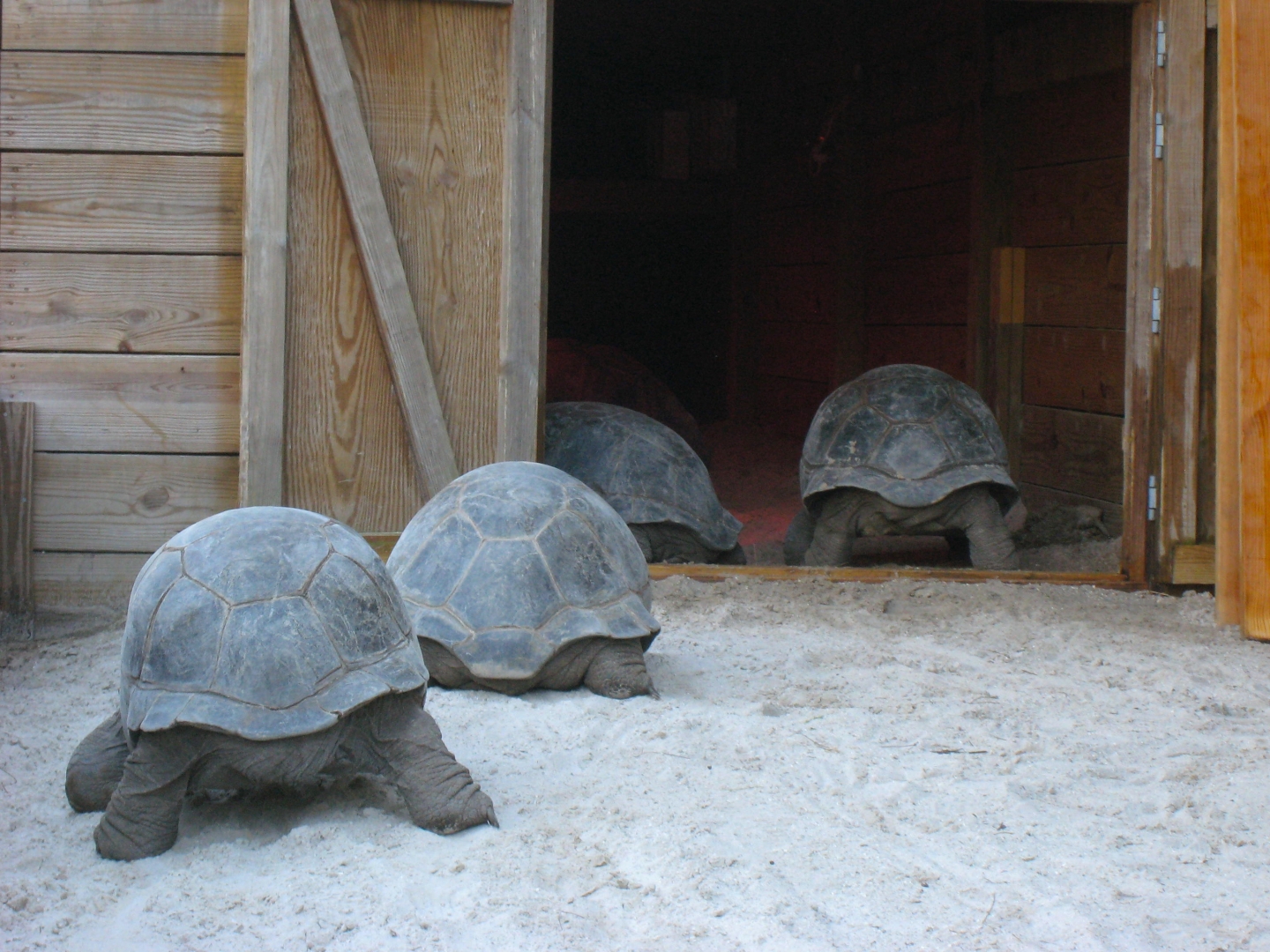 Aldabra Breeders