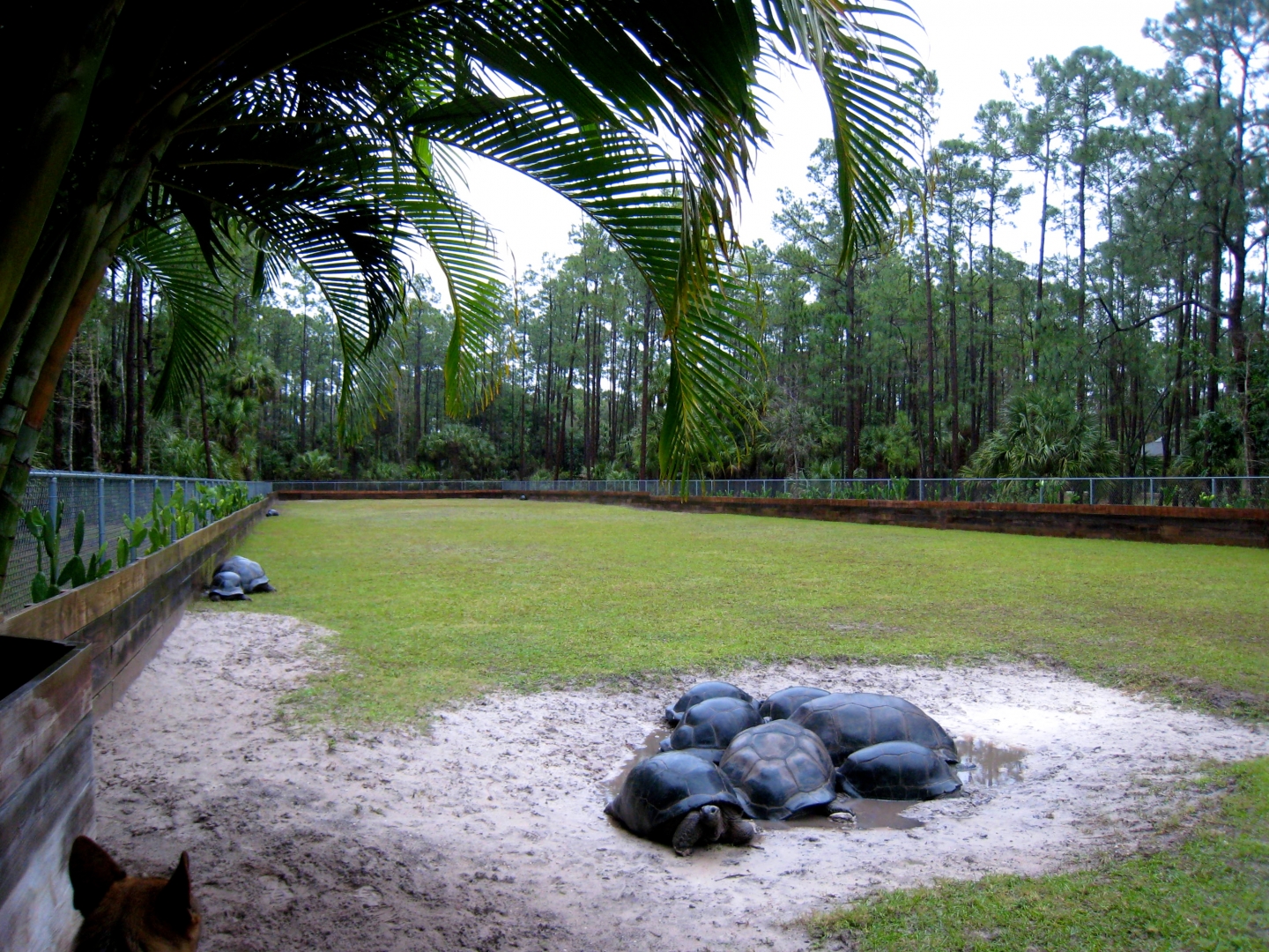 Aldabra Breeders