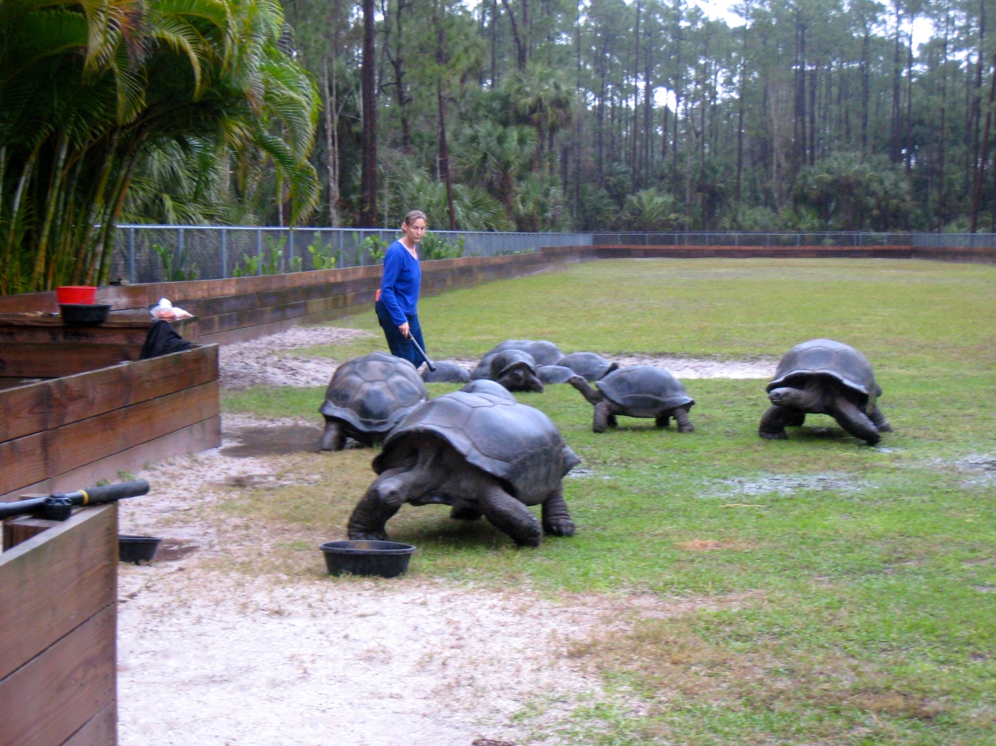 Aldabra Breeders