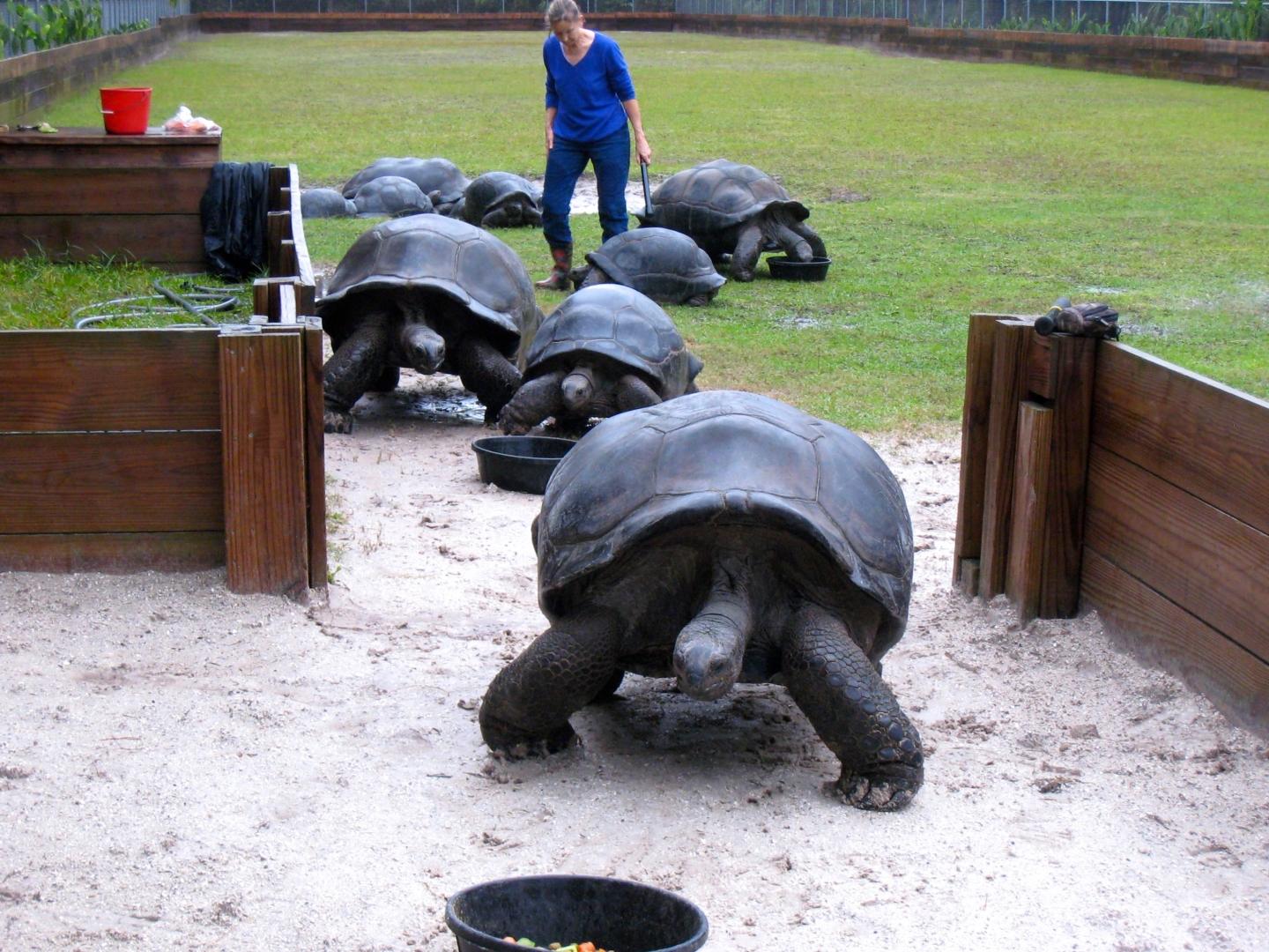 Aldabra Breeders