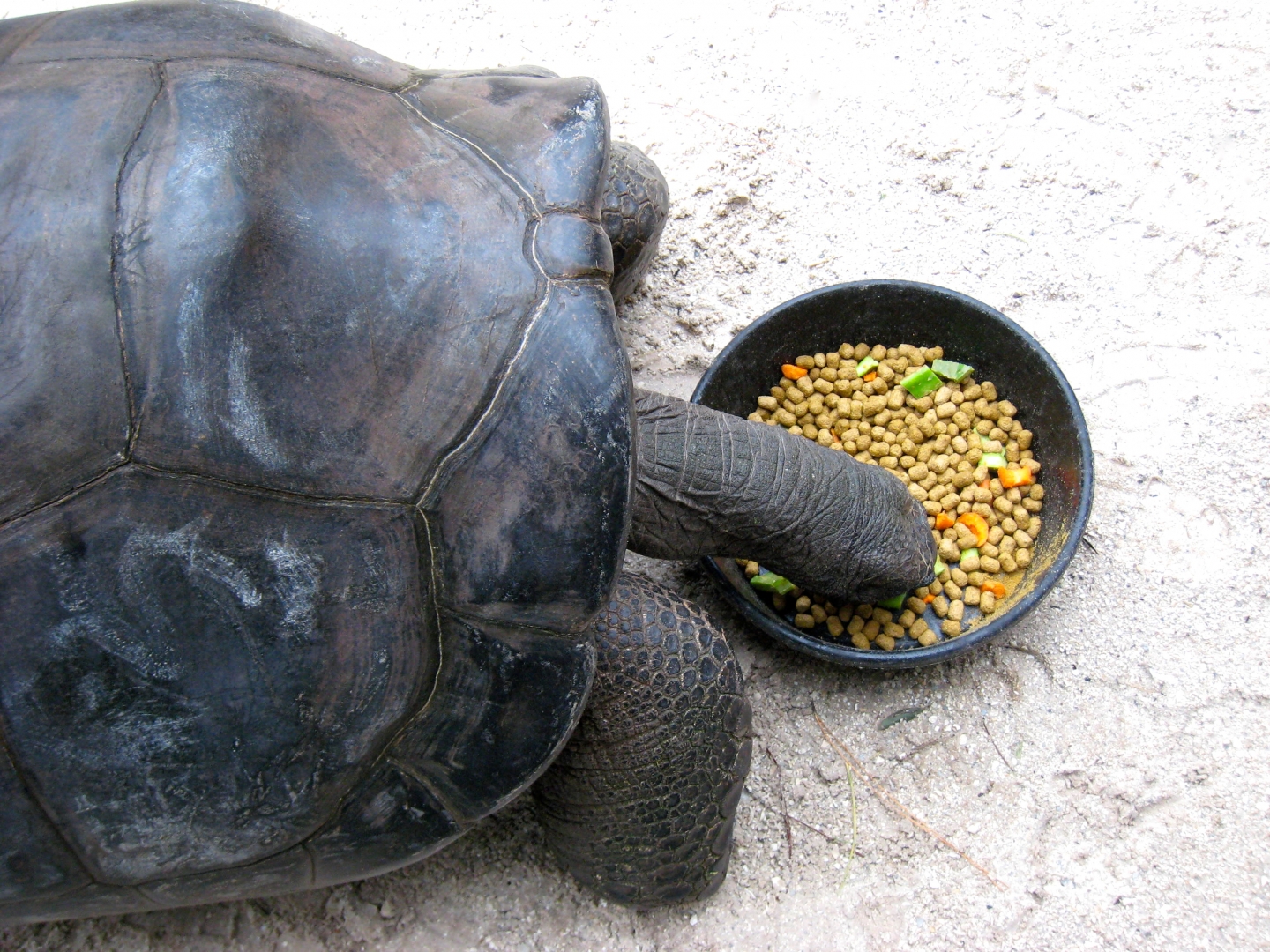 Aldabra Breeders