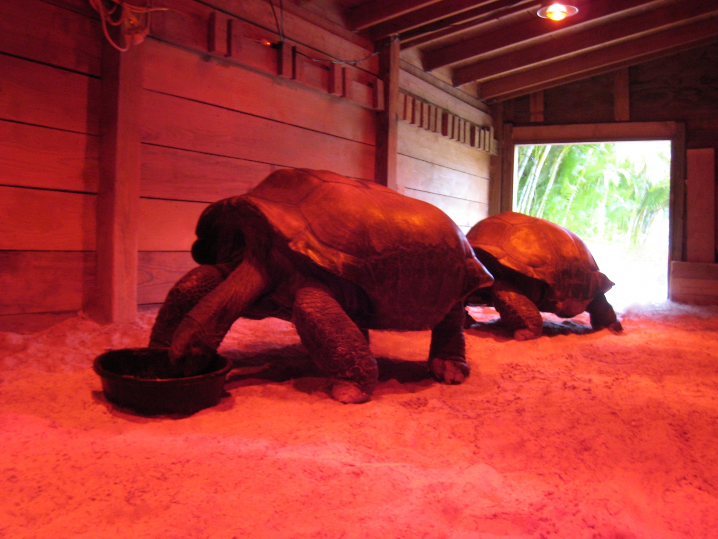Aldabra Breeders