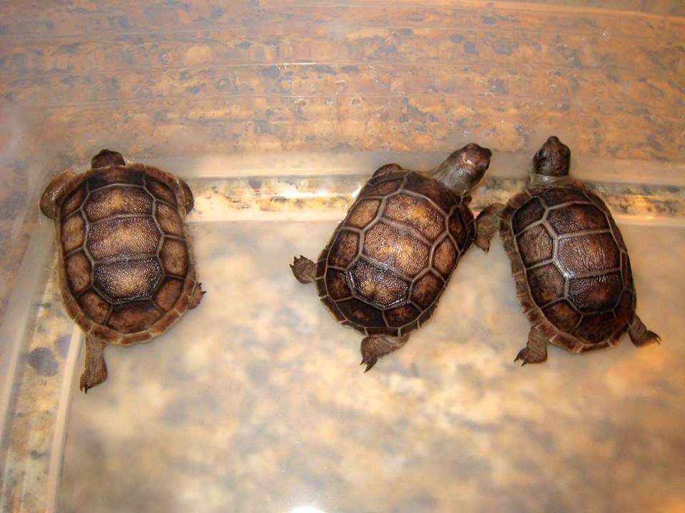 Aldabra Breeders