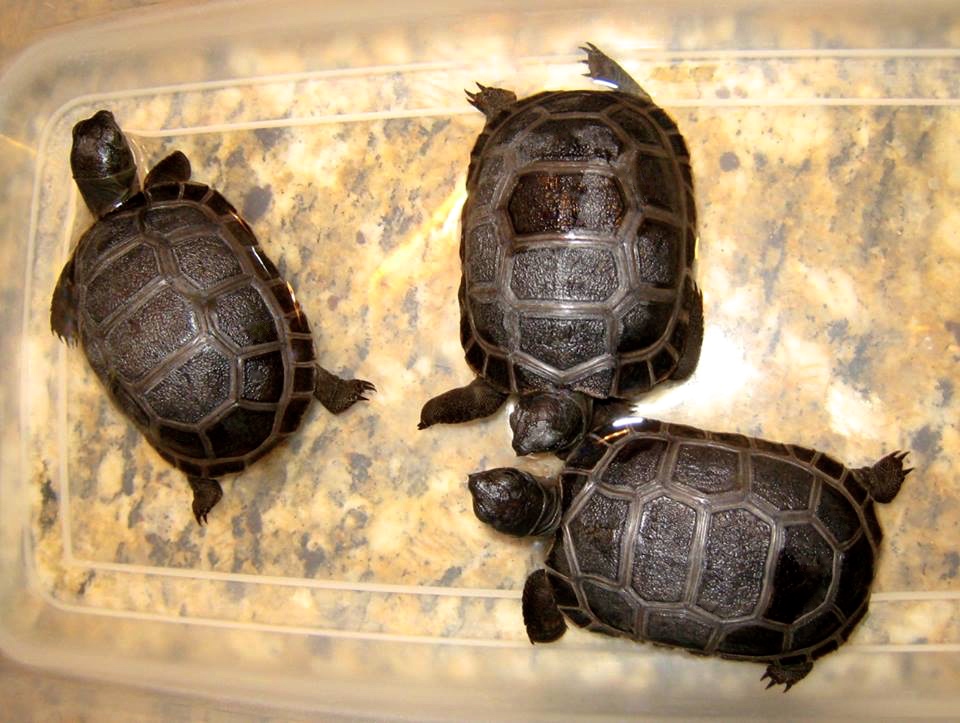 Aldabra Breeders
