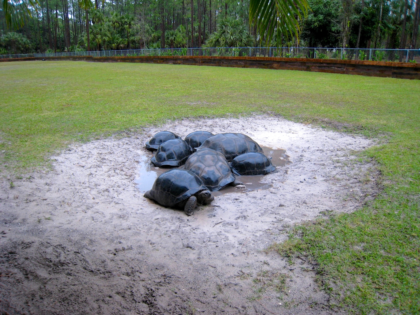 Aldabra Breeders