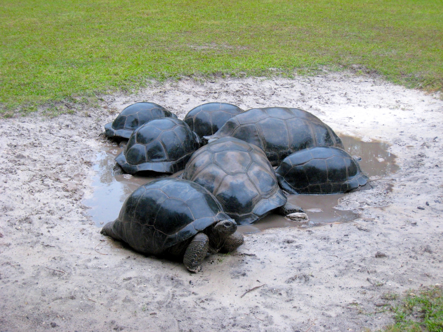 Aldabra Breeders