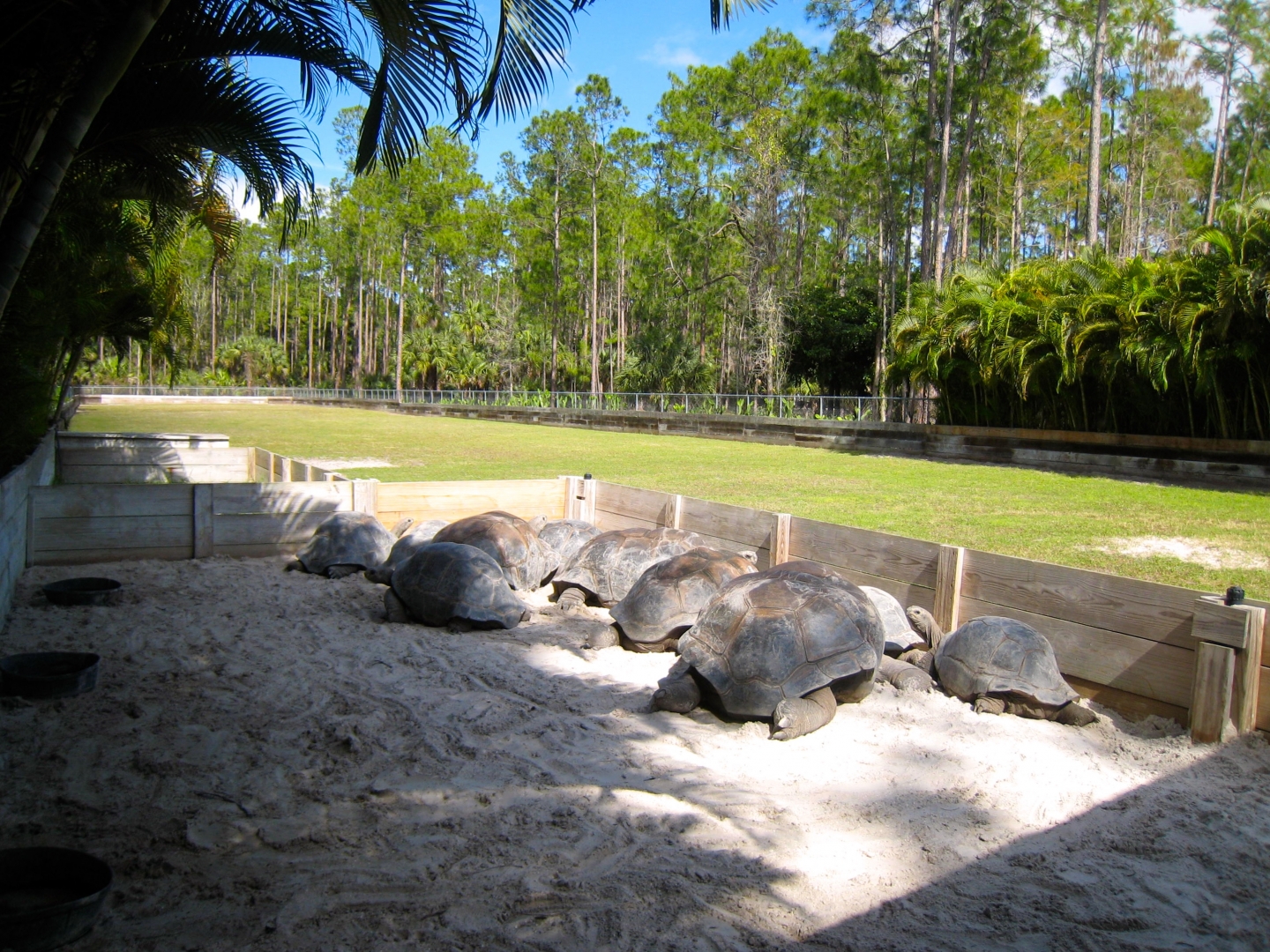 Aldabra Breeders